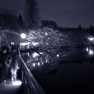 井の頭公園の桜