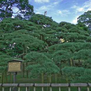 浜離宮の300年の松