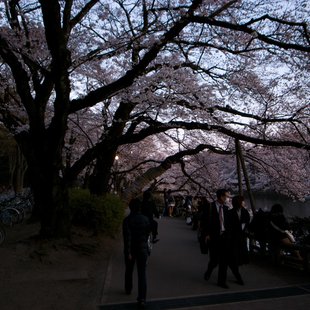 桜咲きかけの井の頭公園