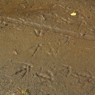 (他の)鳥の足あと