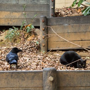 からすとくろねこ