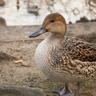 カモの仲間だと思う