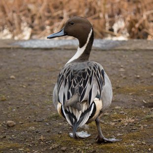 カモの仲間だと思う2