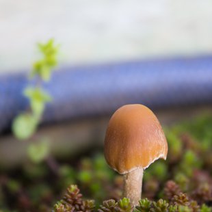 きのこ@実家の庭