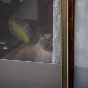 猫が遠い目でどっか見てた