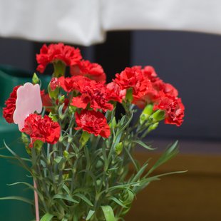 カーネーション