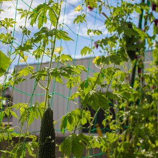 緑のカーテン@実家