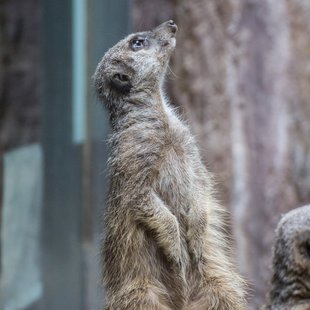 上野動物公園10