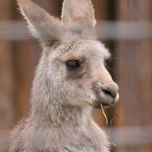 上野動物公園11