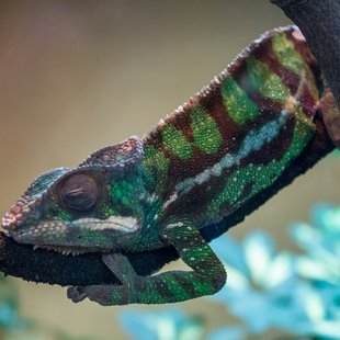 上野動物公園12