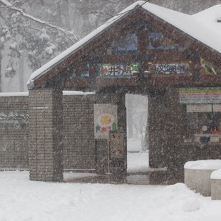 大雪の井の頭自然文化園9