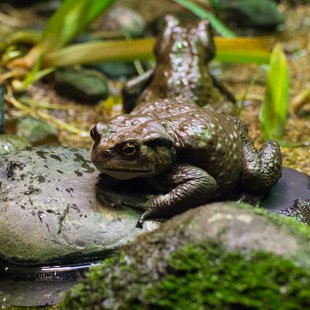 大雪の井の頭自然文化園10