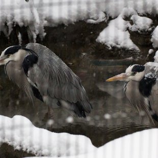 大雪の井の頭自然文化園11...屋内
