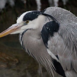 大雪の井の頭自然文化園12