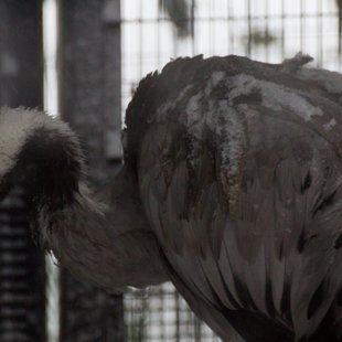 大雪の井の頭自然文化園13