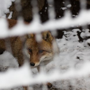 大雪の井の頭自然文化園1
