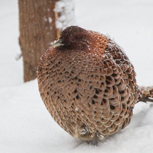 大雪の井の頭自然文化園2