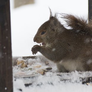 大雪の井の頭自然文化園3