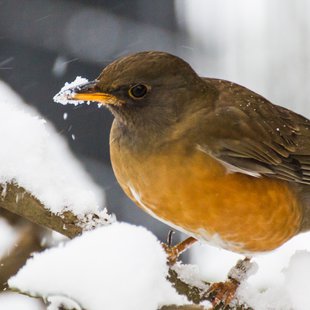 大雪の井の頭自然文化園4