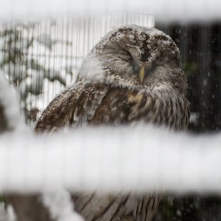 大雪の井の頭自然文化園5
