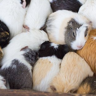 大雪の井の頭自然文化園6