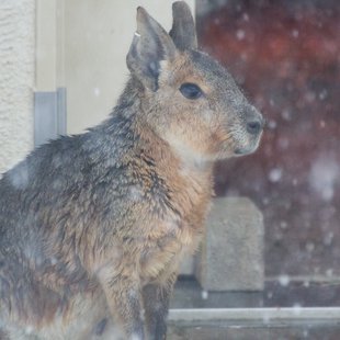 大雪の井の頭自然文化園7