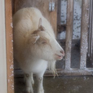 大雪の井の頭自然文化園8