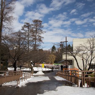 大雪の次の日7(井の頭)