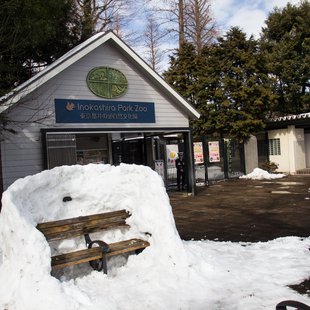 大雪の次の日8(井の頭)