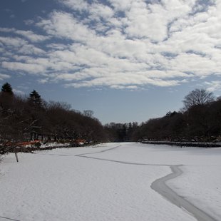 大雪の次の日10(井の頭)