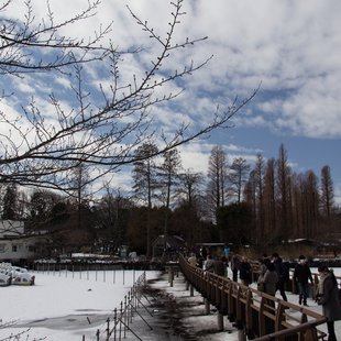 大雪の次の日11(井の頭)