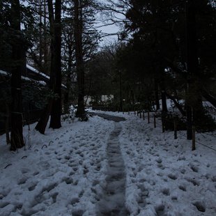 2週続きの大雪1(三鷹台~井の頭～吉祥寺)