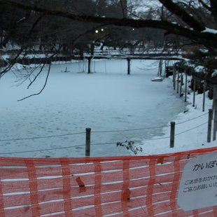 2週続きの大雪2(三鷹台~井の頭～吉祥寺)