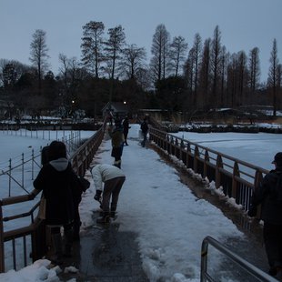 2週続きの大雪3(三鷹台~井の頭～吉祥寺)