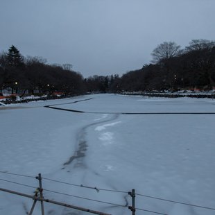 2週続きの大雪4(三鷹台~井の頭～吉祥寺)
