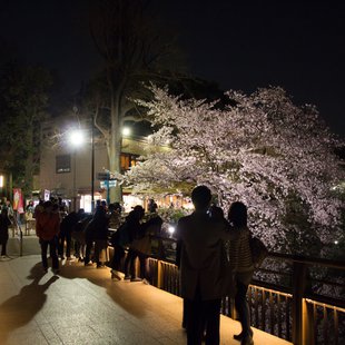 井の頭公園の夜桜