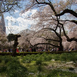 新宿御苑1