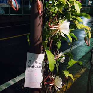 近所の月下美人1