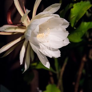 近所の月下美人2