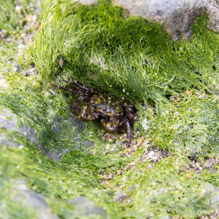 大洗、イワガニ？