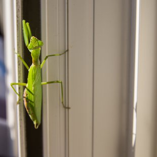ベランダにカマキリ