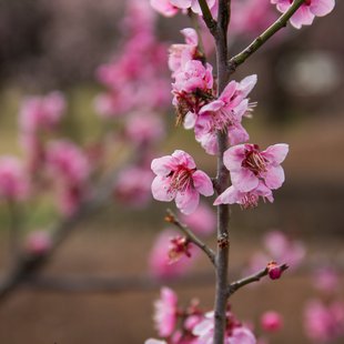 府中市郷土の森博物館1