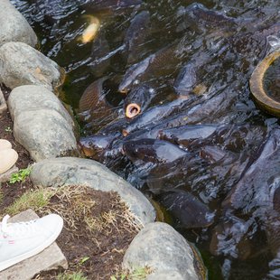 府中市郷土の森博物館4