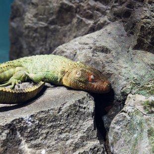 サンシャイン水族館10