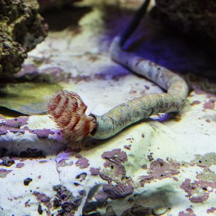 サンシャイン水族館11