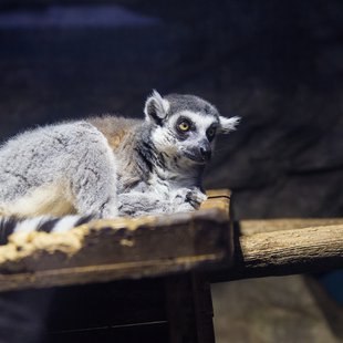 サンシャイン水族館13