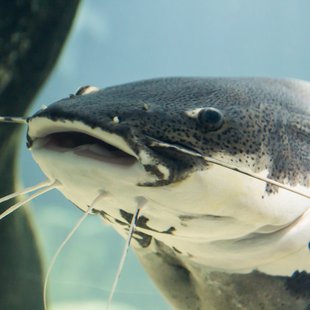 サンシャイン水族館15