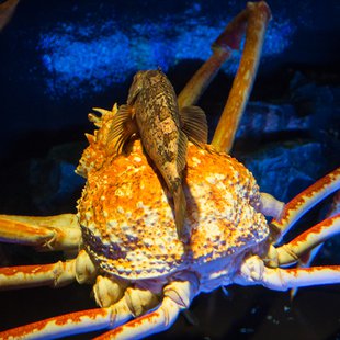 サンシャイン水族館1