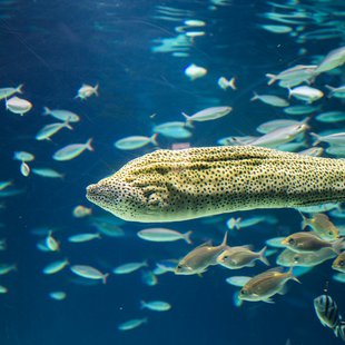 サンシャイン水族館2