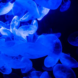 サンシャイン水族館4